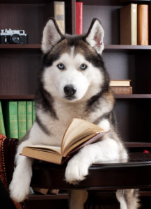 Dog Book - library